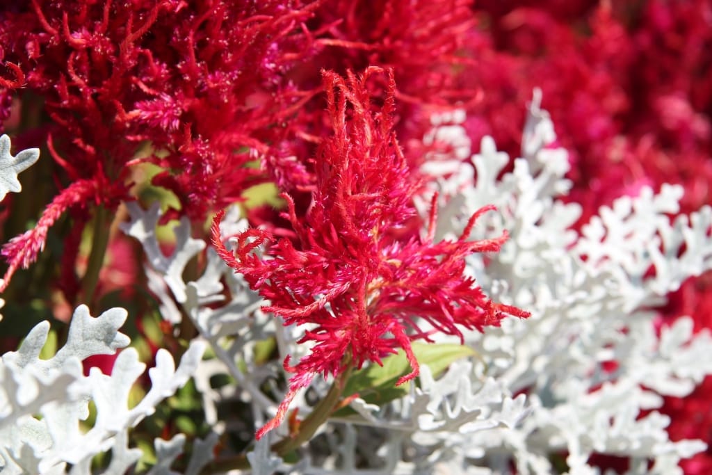 cluster of red astilbe flowers
