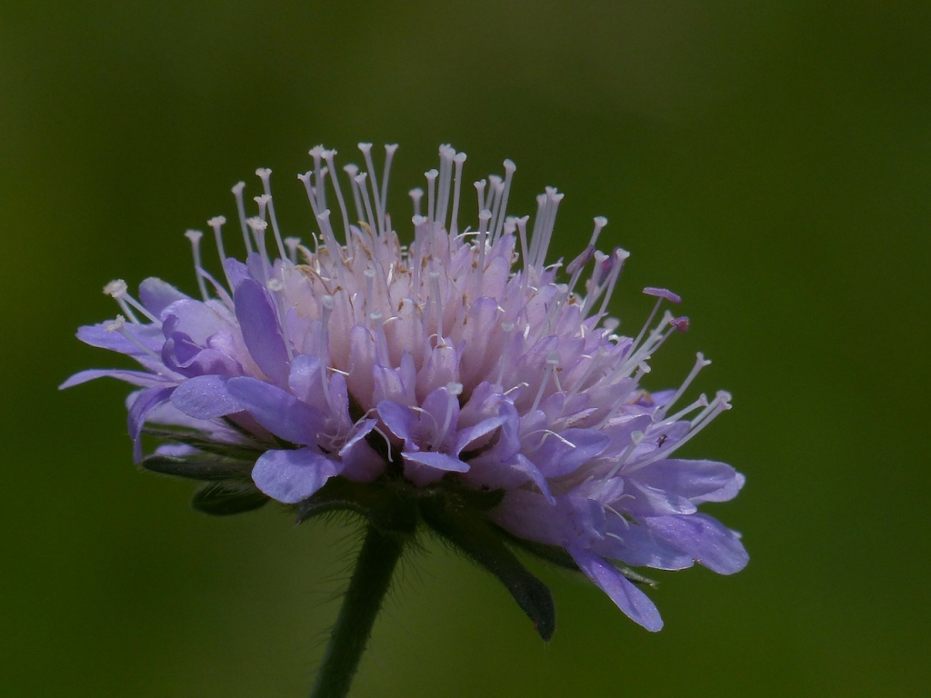 closeup of purple scabiosa flower