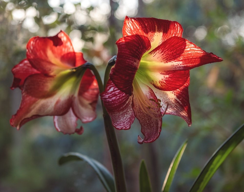two red amaryllis outside